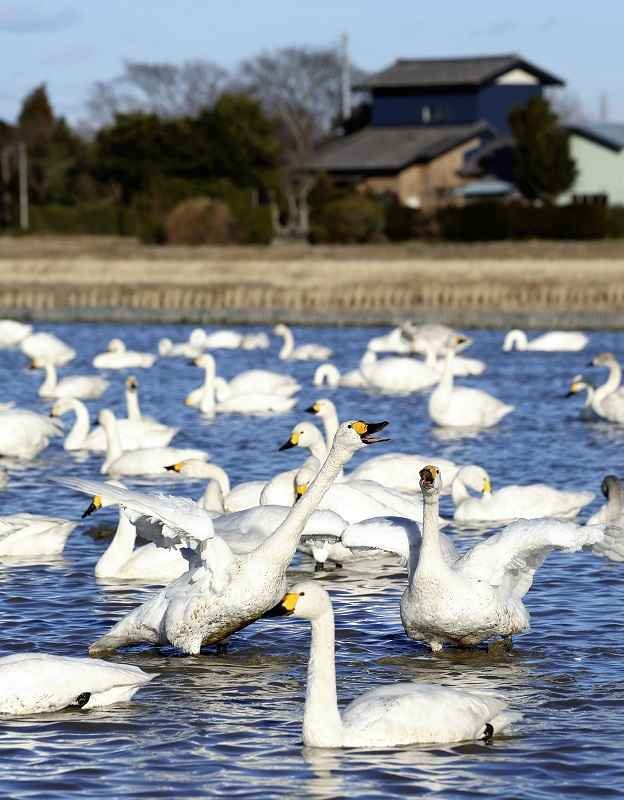 🦢 백조의 마을 (하쿠초노 사토) 이미지 1